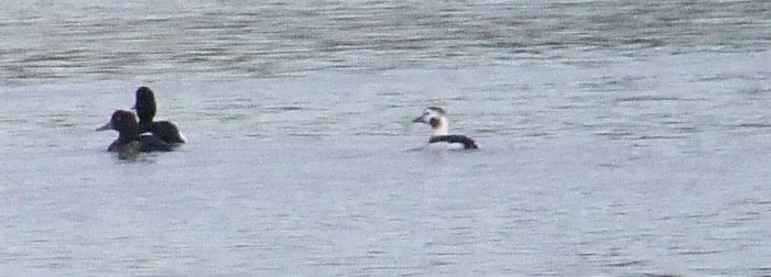 Long-tailed Duck, Clifford Hill GP, 10th February 2014 (Doug Goddard)