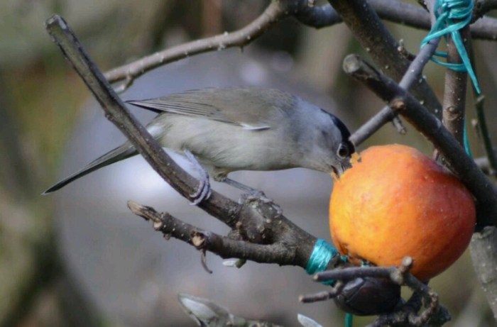 Male Central European Blackcap, Northampton, February 2014 (Stuart Mundy)