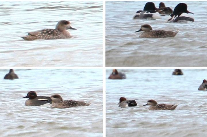 Marbled Duck, Stanwick GP, 20th February 2014 (Bob Bullock)