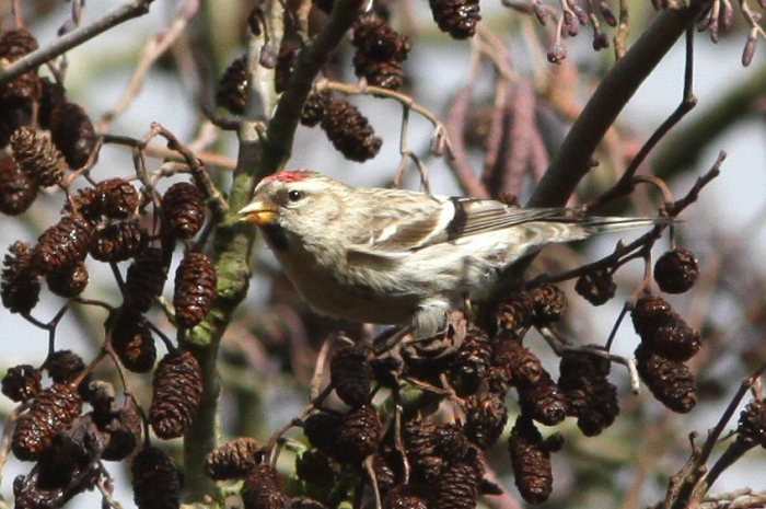 Mealy Redpoll, Daventry CP, 7th February 2014 (Bob Bullock)