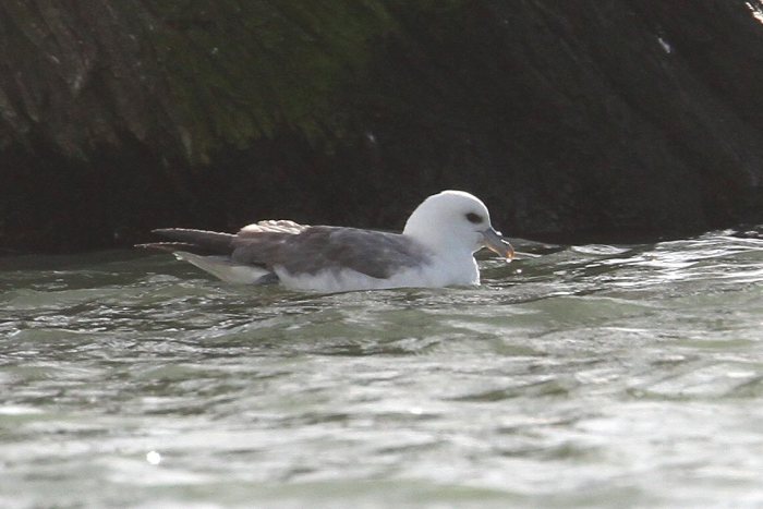 Fulmar, Ravensthorpe Res, 26th February 2014 (Bob Bullock)