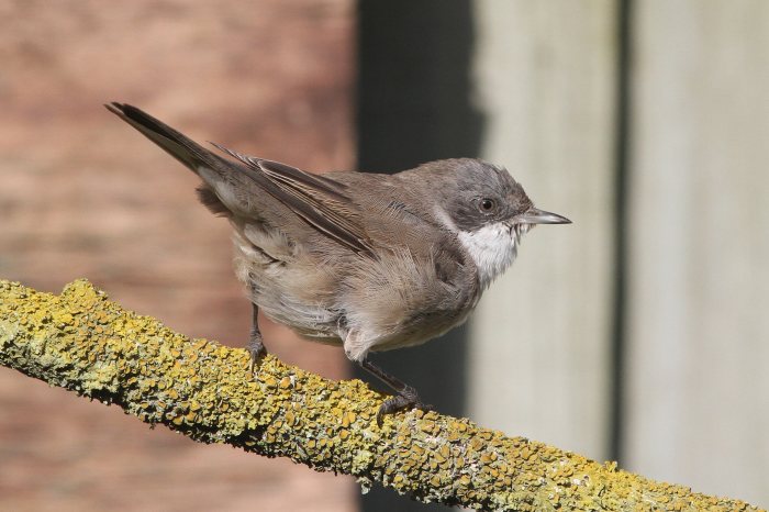 'Central Asian' Lesser Whitethroat, Kingsthorpe, Northampton, 11th March 2014 (Bob Bullock)