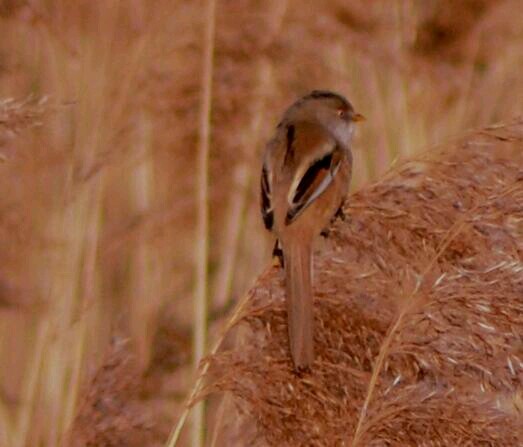 Female Bearded Tit, Stortons GP, 9th March 2014 (Stuart Mundy)