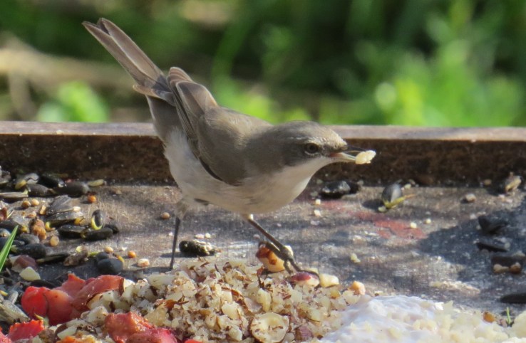 Lesser Whitethroat, Isle of Wight, 7th March 2014 (Pete Campbell)
