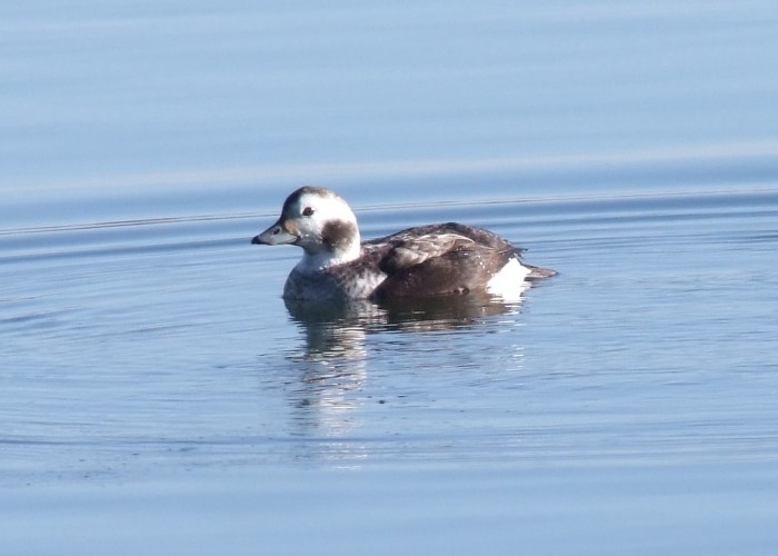 Long-tailed Duck, Earls Barton GP, 3rd March 2014 (Doug Goddard)