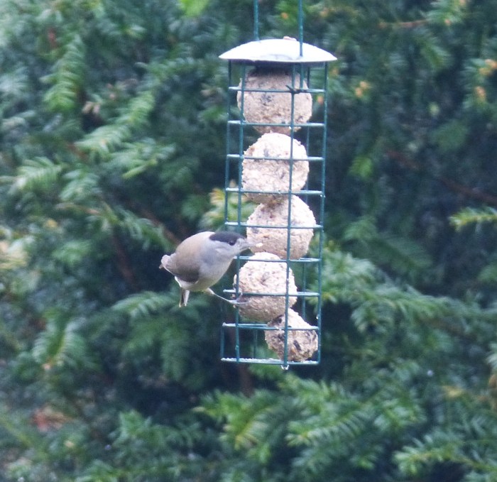 Male Central European Blackcap, Barton Seagrave, 4th March (Geof Douglas)