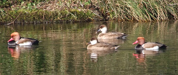 Red-crested Pochards, Stortons GP, 17th March 2014 (Doug Goddard)