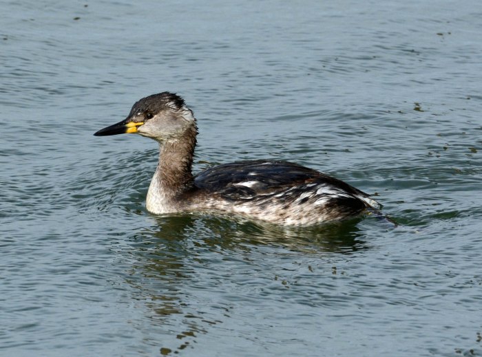 Red-necked Grebe, Pitsford Res, 20th March 2014 (John Moon)