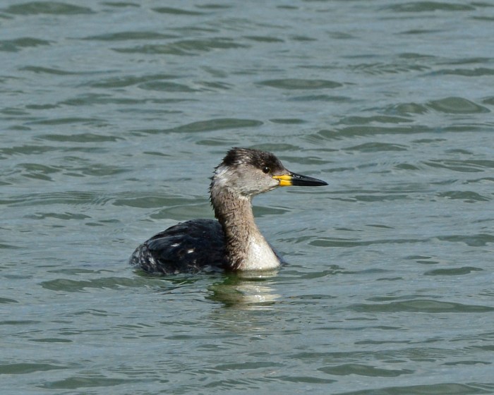 Red-necked Grebe, Pitsford Res, 21st March 2014 (Clive Bowley)
