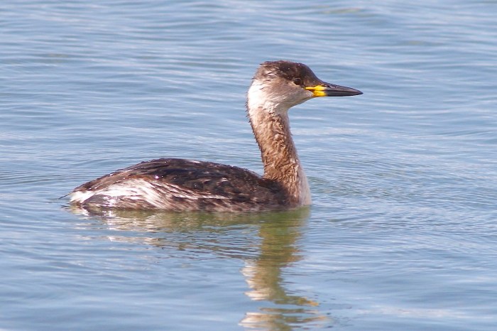 Red-necked Grebe, Pitsford Res, 21st March 2014 (Dave Jackson)