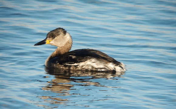 Red-necked Grebe, Pitsford Res, 21st March 2014 (Mike Alibone)