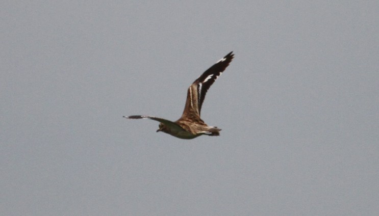 2.IMG_9039 Stone-curlew, Harrington AF, 17th April 2014 (Alan Coles)