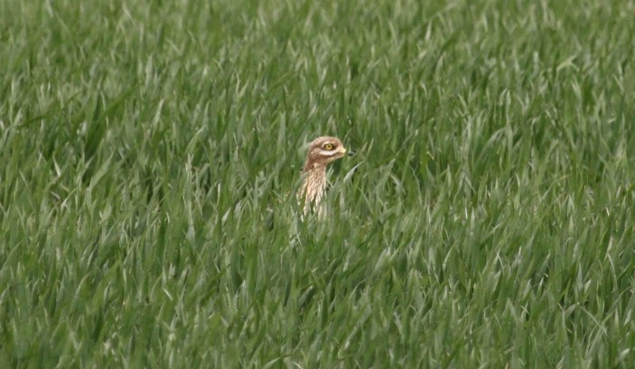5.IMG_9032 (2) Stone-curlew, Harrington AF, 17th April 2014 (Alan Coles)