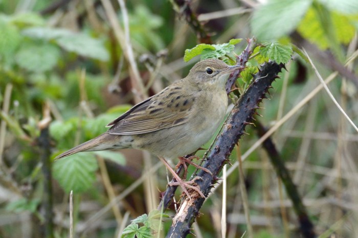 Grasshopper Warbler, Stortons GP, 21st April 2014 (John Moon)