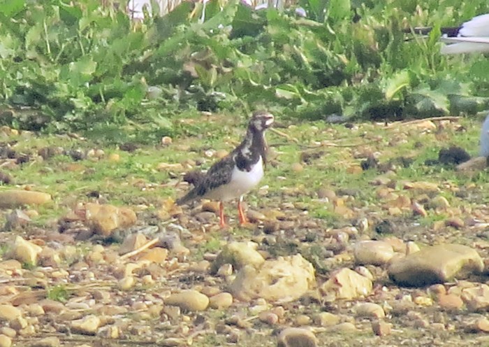 Turnstone, Summer Leys LNR, 21st April 2014 (Simon Hales)