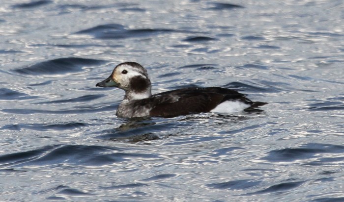 Long-tailed Duck, Earls Barton GP, 24th March 2014 (Alan Coles)