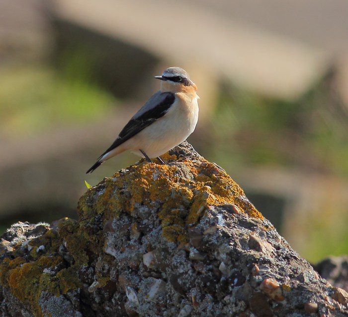 Male Northern Wheatear, Harrington AF, 16th April 2014 (Pete Gilbert)