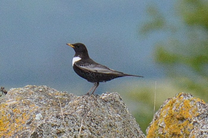 Male Ring Ouzel, Harrington AF, 22nd April 2014 (John Moon)