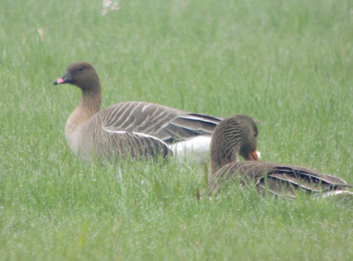 Pink-footed Goose, Thrapston GP, 21st April 2014 (Mike Alibone)