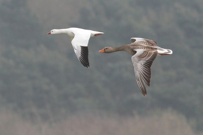 Ross's Goose, Pitsford Res, 28th March 2014 (Dave Jackson)