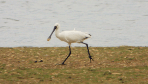 Spoonbill, Clifford Hill GP, 27th April 2014 (Mike Alibone)