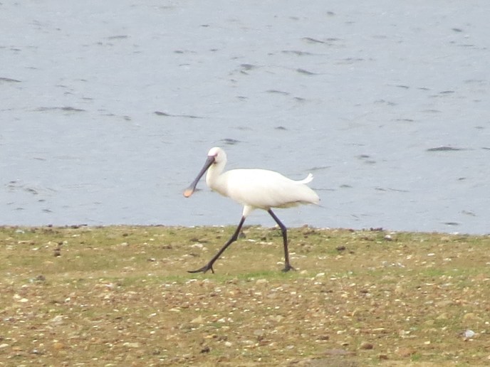 Spoonbill, Clifford Hill GP, 27th April 2014 (Simon Hales)