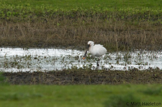 Spoonbill, Summer Leys LNR, 27th April 2014 (Matt Hazleton)