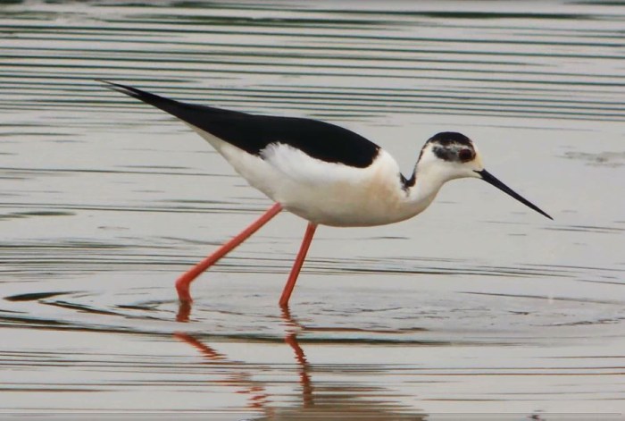 Black-winged Stilt, Summer Leys LNR, 18th May 2014 (Mike Alibone)