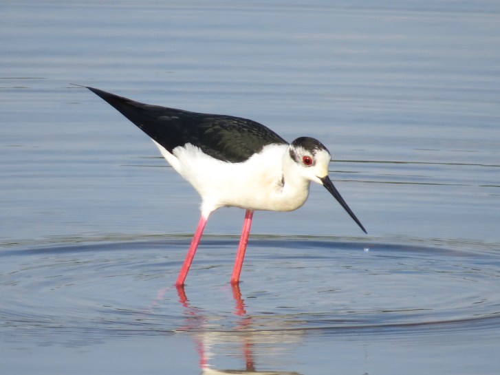 Black-winged Stilt, Summer Leys LNR, 18th May 2014 (Simon Hales)