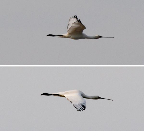 First-summer Spoonbill, Summer Leys LNR, 19th May 2014 (Stuart Mundy)