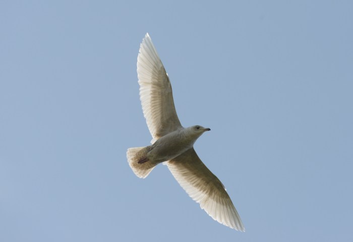 Second calendar year Iceland Gull, Daventry CP, 5th May 2014 (Allan Maybury)
