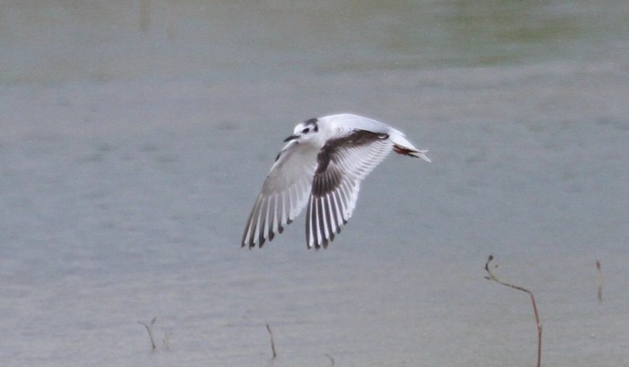 Second calendar year Little Gull, Summer Leys LNR, 27th April 2014 (Alan Coles)