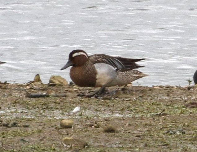 Drake Garganey, Summer Leys LNR, 4th June 2014 (Bob Bullock)