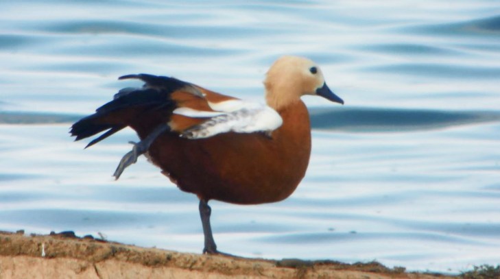 Flightless drake Ruddy Shelduck, Pitsford Res, 30th June 2014 (Mike Alibone). Note total absence of primaries and secondaries.