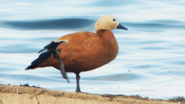 Flightless drake Ruddy Shelduck, Pitsford Res, 30th June 2014 (Mike Alibone)