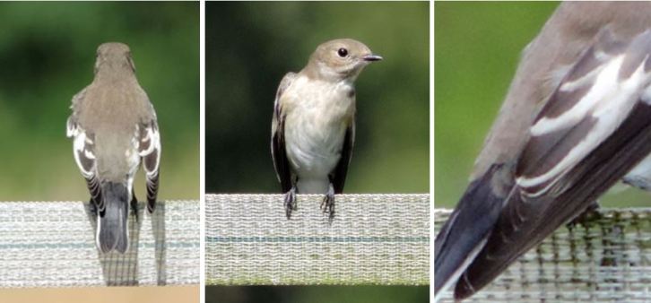 First-winter Pied Flycatcher, Denton Wood, 27th July 2014 (Steve Brayshaw)