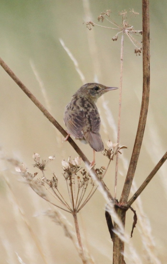 Grasshopper Warbler, Earls Barton GP, 20th July 2014 (Alan Coles)