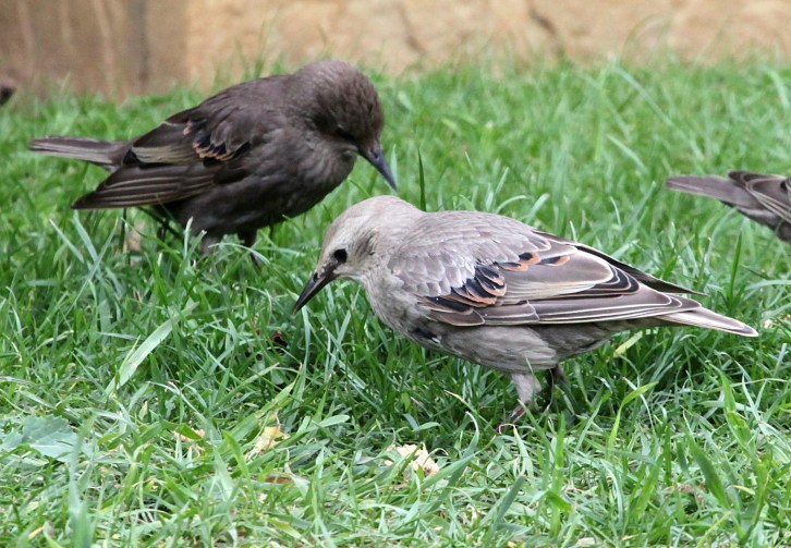 Leucistic juvenile Starling, Kettering, 5th July 2014 (Phil Jackman)