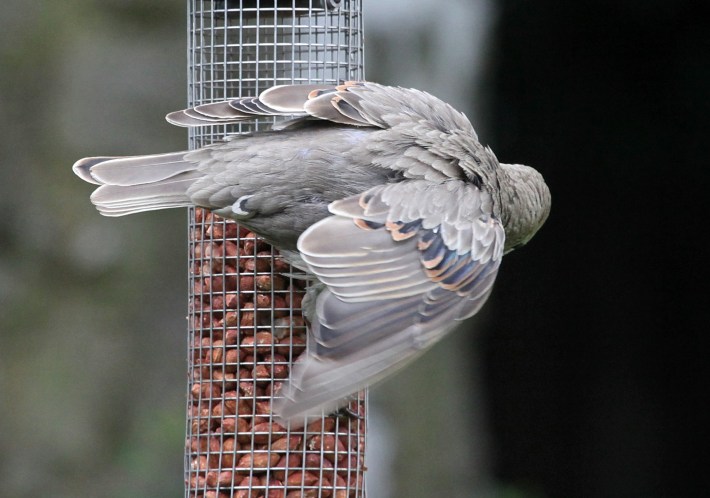Leucistic juvenile Starling, Kettering, 5th July 2014 (Phil Jackman)