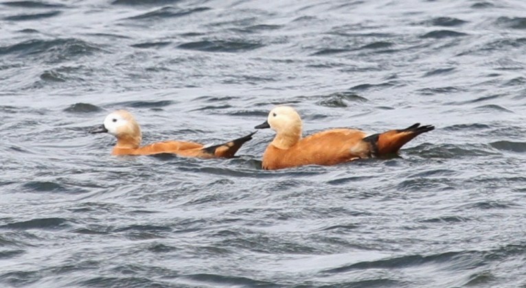 Ruddy Shelducks, Pitsford Res, 4th July 2014 (Alan Coles)