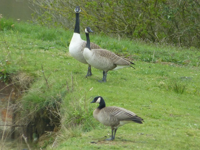 Taverner's Cackling Goose, Foxholes Fisheries, Crick, 23rd April 2012 (Joan Chaplin)