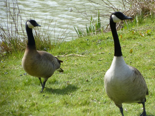 Taverner's Cackling Goose, Foxholes Fisheries, Crick, 23rd April 2012 (Joan Chaplin)