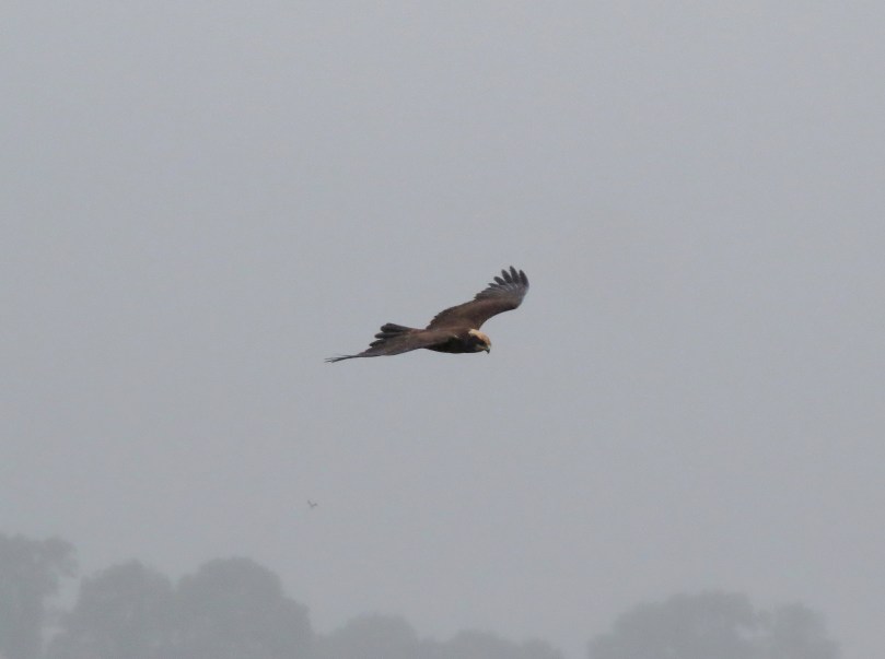 Marsh Harrier, Summer Leys LNR, 26th August 2014 (John Friendship-Taylor)