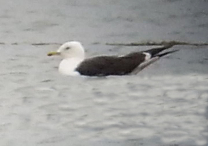 Putative adult Baltic Gull, Stanwick GP, 27th August 2014 (Steve Fisher)