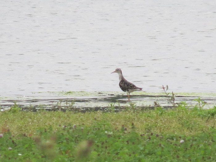 Adult male Ruff, Summer Leys LNR, 2nd August 2014 (Simon Hales)