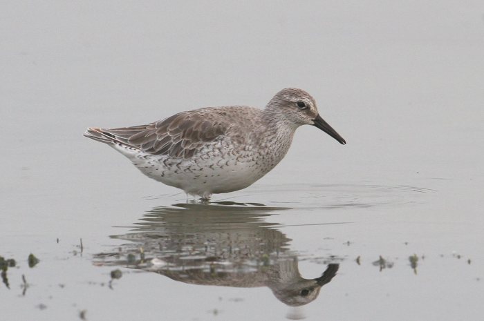Adult Knot, Clifford Hill GP, 5th September 2014 (Bob Bullock)