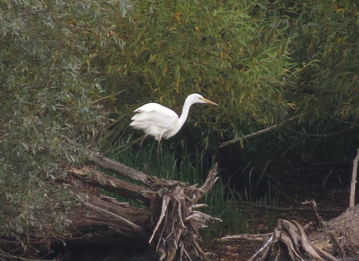 Great White Egret, Pitsford Res, 14th September 2014 (Simon Hales)