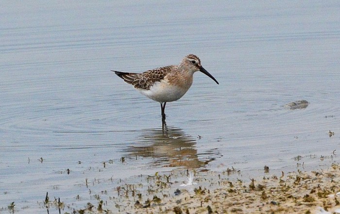 Juvenile Curlew Sandpiper, Pitsford Res, 15th September 2014 (John Moon)
