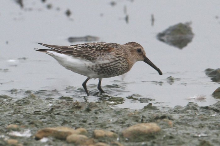 Juvenile Dunlin, Clifford Hill GP, 5th September 2014 (Bob Bullock)