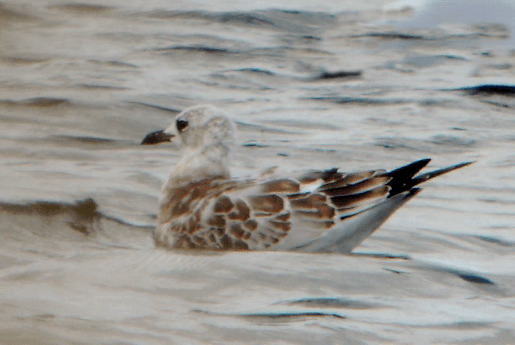 Juvenile Mediterranean Gull, Pitsford Res, 31st August 2014